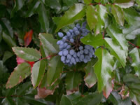 Berberis aquifolium 